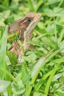 Common basilisk (basiliscus basiliscus), Manuel Antonio National Park, Puntarenas Province, Costa