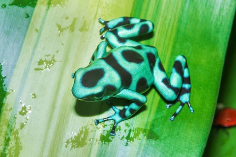 Green and Black poison dart frog (Dendrobates auratus) on leaf, Costa Rica, Central America
