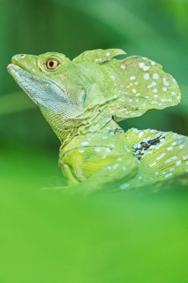 Plumed Basilisk (Basiliscus plumifrons), Costa Rica, Central America