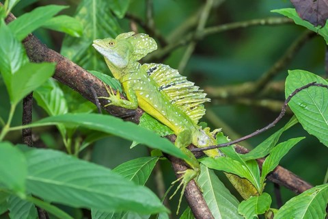 Plumed Basilisk (Basiliscus plumifrons) on a tree branch, Costa Rica, Central America