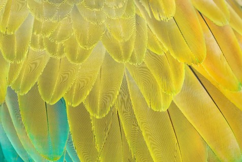 Military macaw (Ara militaris) feathers, close-up, Costa Rica, Central America
