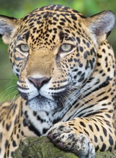 Close-up of a Jaguar (Panthera onca), Costa Rica, Central America