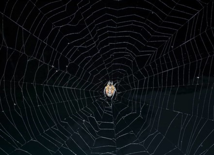 Tropical Red and Black Orb-weaving Spider (Eriophora fuliginea) weaving, Costa Rica, Central