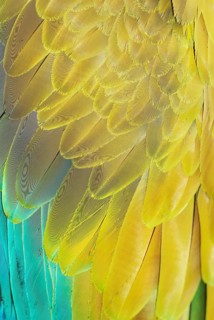 Military macaw (Ara militaris) feathers, close-up, Costa Rica, Central America