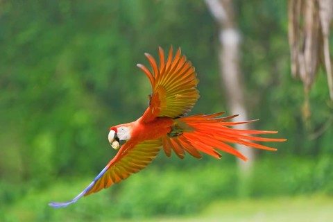Scarlet Macaw (Ara macao) in flight, Corcovado National Park, Osa Peninsula, Costa Rica