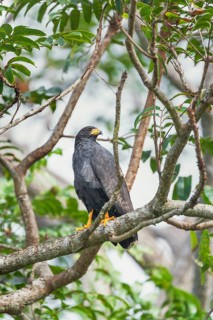 Great black hawk (Urubitinga urubitinga) perched on a tree, Corcovado National Park, Osa Peninsula,