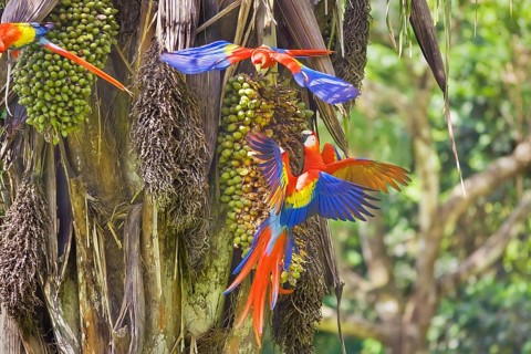 Scarlet Macaws (Ara macao), Corcovado National Park, Osa Peninsula, Costa Rica