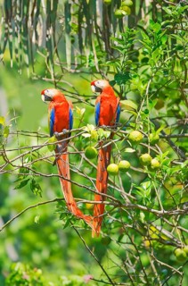 Scarlet Macaws (Ara macao) perching on a tree, Corcovado National Park, Osa Peninsula, Costa Rica