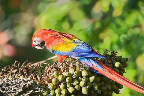 Scarlet Macaw (Ara macao) perching on a tree, Osa Peninsula, Costa Rica