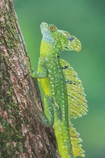 Plumed Basilisk (Basiliscus plumifrons), Costa Rica, Central America