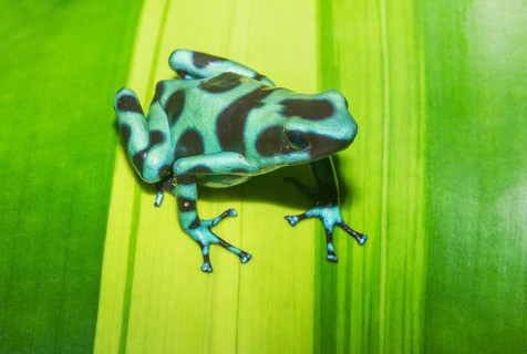 Green and Black poison dart frog, (Dendrobates auratus), Costa Rica, Central America