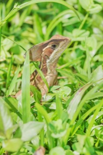Common basilisk (basiliscus basiliscus), Manuel Antonio National Park, Puntarenas Province, Costa