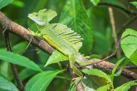 Plumed Basilisk (Basiliscus plumifrons) on a tree branch, Costa Rica, Central America