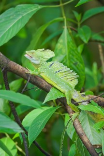 Plumed Basilisk (Basiliscus plumifrons) on a tree branch, Costa Rica, Central America