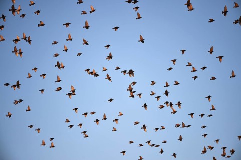 Stare, (Sturnus vulgaris), fliegen bei Sonnenaufgang auf dem Darß, Mecklenburg-Vorpommern,