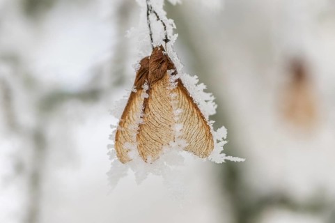 Ice crystals from roarfrost on Amur maple (Acer tataricum subsp. ginnala) seeds at sunshine in