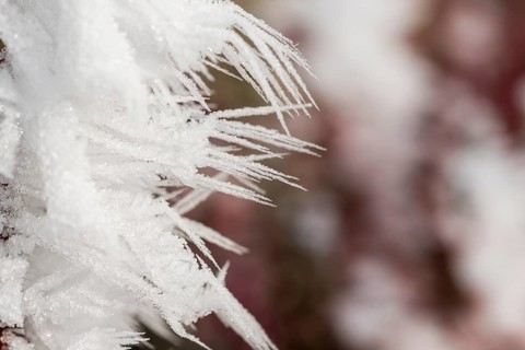 Ice crystals from roarfrost in winter, Bavaria, Germany