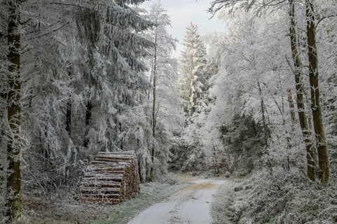 Piled up felled tree trunks beside a forest road going through a mixed forest white from roarfrost