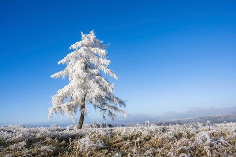 European larch (Larix decidua) with hoarfrost on the branches standing on a meadow on a sunny day