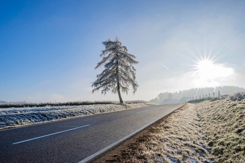 European larch (Larix decidua) standing beside a road with hoarfrost on the branches at sunshine in