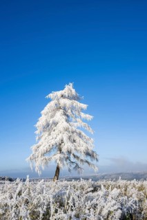European larch (Larix decidua) with hoarfrost on the branches standing on a meadow on a sunny day