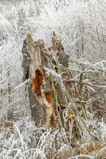 Rotten norway spruce (Picea abies) tree trunk covered white from roarfrost, on a sunny day in