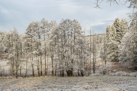 Meadow with a little stream in a valley surrounded by a mixed forest with norway spruce (Picea