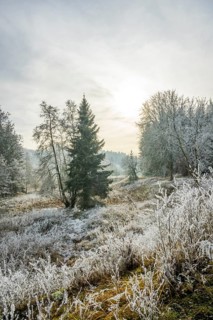 Valley surrounded by a mixed forest with young norway spruce (Picea abies) trees covered white from