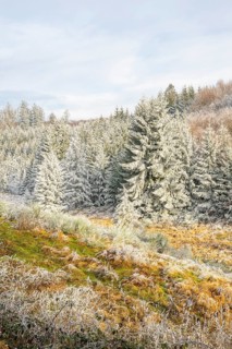 Valley with a small stream surrounded by a mixed forest with young norway spruce (Picea abies)