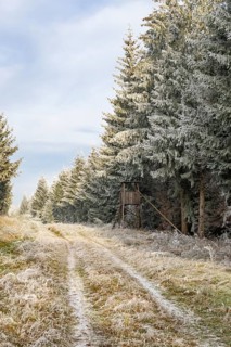 Hunting pulpit beside a alking trail going through a mixed forest white from roarfrost on a sunny