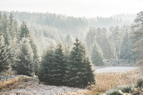 Valley surrounded by a mixed forest with young norway spruce (Picea abies) trees covered white from
