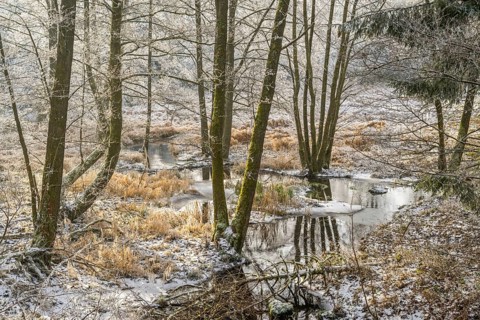 Common alder (Alnus glutinosa) growing in a valley with e litle stream in the middle, white from