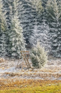 Hunting pulpit on a meadow in a valley surrounded by a mixed forest with norway spruce (Picea