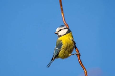 Eurasian blue tit (Cyanistes caeruleus) sitting on a branch, Bavaria, Germany