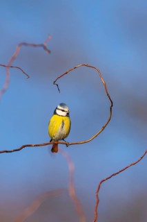 Eurasian blue tit (Cyanistes caeruleus) sitting on a branch, Bavaria, Germany