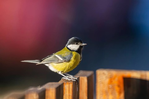 Great tit (Parus major) sitting on a fence, Bavaria, Germany