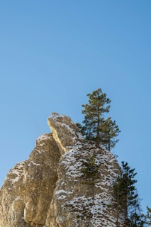 Scots pine (Pinus sylvestris) trees growing on a huge rock in winter, Vápec, Horná Poruba, Slovakia