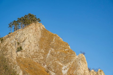 Scots pine (Pinus sylvestris) trees growing on a huge rock in winter, Vápec, Horná Poruba, Slovakia