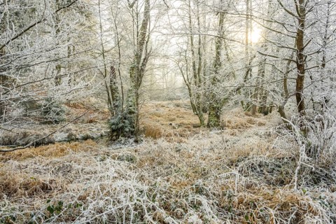 Common alder (Alnus glutinosa) growing in a valley with e litle stream in the middle, white from