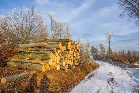 Piled up felled tree trunks beside a forest road going through a mixed forest white from roarfrost