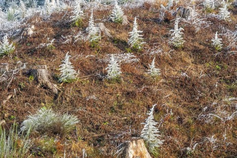 Small trees covered white from roarfrost on a sunny day in winter, Bavaria, Germany
