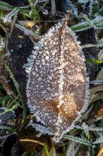 Ice crystals from roarfrost on a goat willow (Salix caprea) leaf lying on the ground in winter,