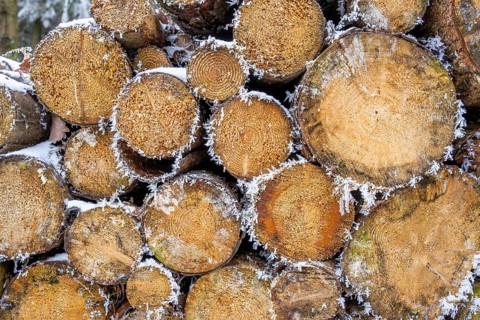 Ice crystals from roarfrost on cutten tree trunks at sunshine in winter, Bavaria, Germany