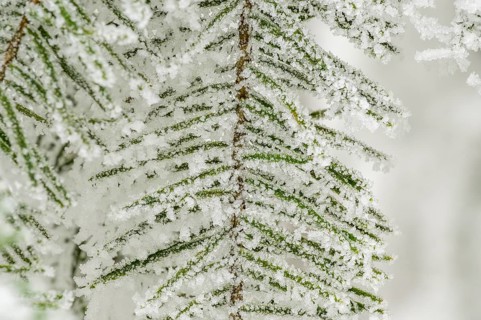 Ice crystals from roarfrost on European silver fir (Abies alba) needles at sunshine in winter,