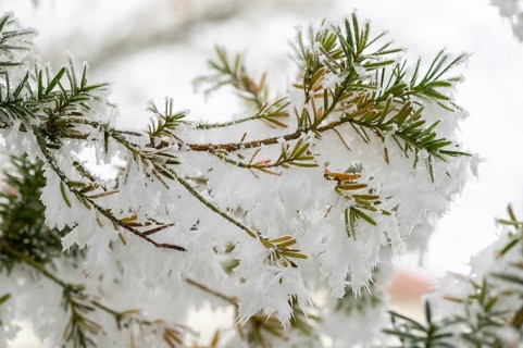 Ice crystals from roarfrost on common yew (Taxus baccata) needles at sunshine in winter, Bavaria,