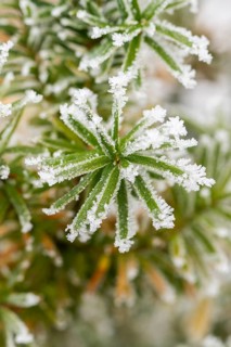 Ice crystals from roarfrost on common yew (Taxus baccata) needles at sunshine in winter, Bavaria,