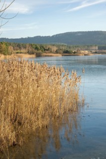 Common reed (Phragmites australis) growing in a lake on a sunny day in winter, Bavaria, Germany