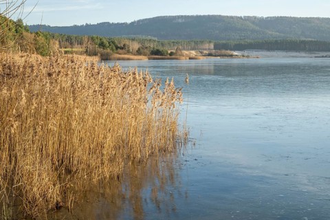 Common reed (Phragmites australis) growing in a lake on a sunny day in winter, Bavaria, Germany