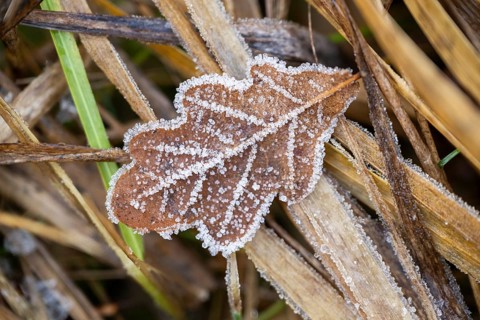 Ice crystals from roarfrost on a pedunculate oak (Quercus robur) leaf lying on the ground in