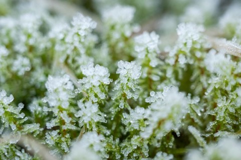 Ice crystals from roarfrost on moss on the ground in winter, Bavaria, Germany